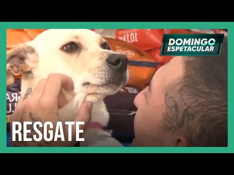 Vídeo: Filhote de cachorro de 5 meses resgatado das enchentes de Houston