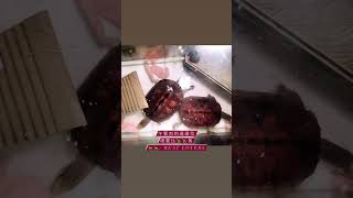 #20230227 #aboutlastnight #turtles #luncheonmeat #turtleseatluncheonmeat #龜 #龜食午餐肉 #龜食肉 #深深淺淺 #養龜 #肉