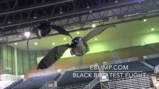 big blackbirds