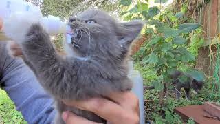 Russian blue kitten stealing milk while I am bottlefeeding his siblings