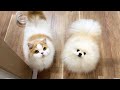 仕事をしてたら猫と犬が協力して必死に訴えてきました!