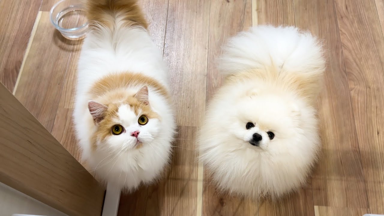 While I was working, a cat and a dog teamed up and desperately