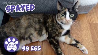 Cat Spay Recovery Reunited With Her Brothers  Lucky Ferals Cat Family Vlog S9 E65 Kitten 