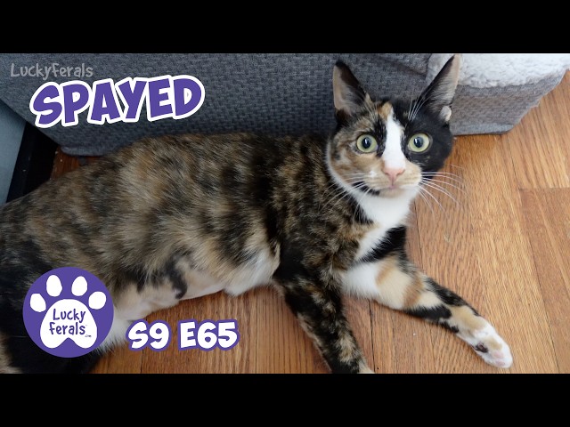 Cat Spay Recovery, Reunited With Her Brothers - Lucky Ferals Cat