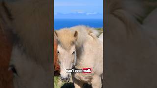 Famous 🐴 Amazing Fun Facts About Horses You Didn’t Know! 🌾 Wealth