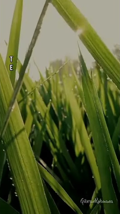 Story Wa 'TERPESONA' (Status Wa)