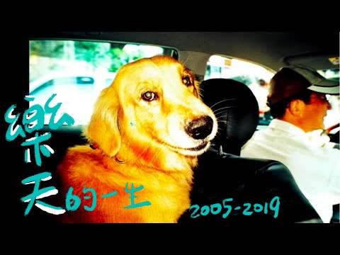 紀念我們家的毛小孩｜黃金獵犬 - 樂天的一生2005-2019｜我會想念祢