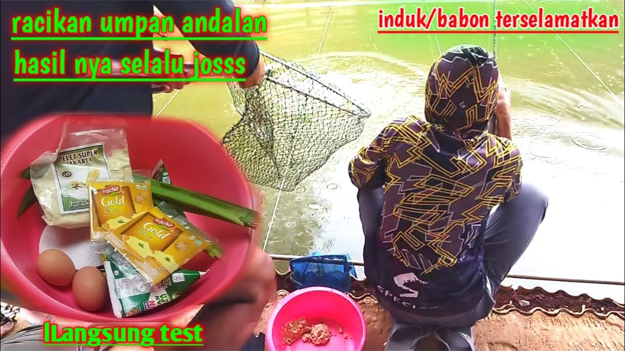 racikan umpan ikan mas kukus, anti zonk, special jagung mede susu 