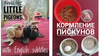 Бойные голуби. Кормление Пискунов. Feeding little pigeons, squabs.🕊️ with english subtitles. Tbilisi