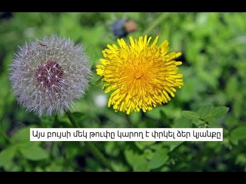 Video: Վտանգավոր սուր տերևավոր բույսեր – Ինչպես օգտագործել սուր տերևներով բույսեր