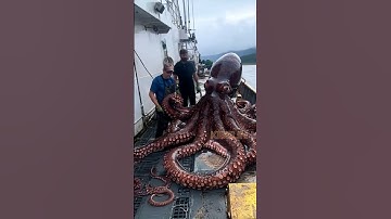Giant Octopus Caught by Fishermen!🐙🦑🦐🦀  #deepseafishing #giantseacreature #fishingexploration