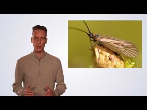 Video: Köcherfliegenlarve: Beschreibung, Lebensraum und Fortpflanzung
