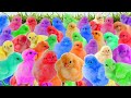 Tangkap ayam lucu, ayam warna warni, ayam rainbow, ayam pelangi, kelinci, Bebek, Kura-kura, Marmut