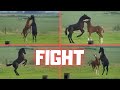 Fight and play. Rising Star⭐ is training to become a real stallion | Friesian Horses