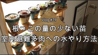 【Vlog#79】【抜き苗】室内育成の根っこの量の少ない苗の水やり方法【冬越し多肉】【カット苗】【挿し木】