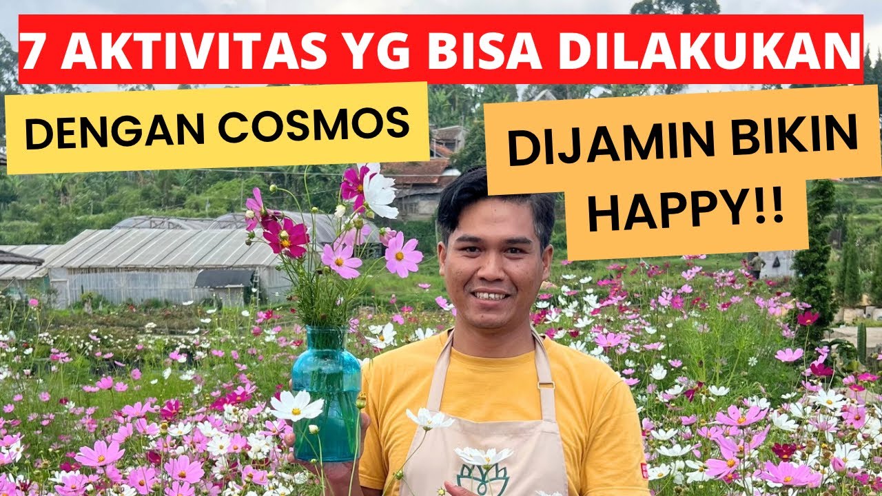 7 Cara Menikmati Bunga Cosmos yang Unik dan Menyenangkan!