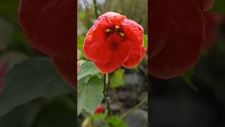 Chinese Lantern Hibiscus 🌺#flowers #plants #ytshorts #nature #gardening #shorts #garden #viralshort