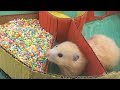 Funny Hamster Jerry In 6 Level Round Maze