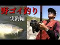 【武石勝雄】野鯉釣り　実釣編