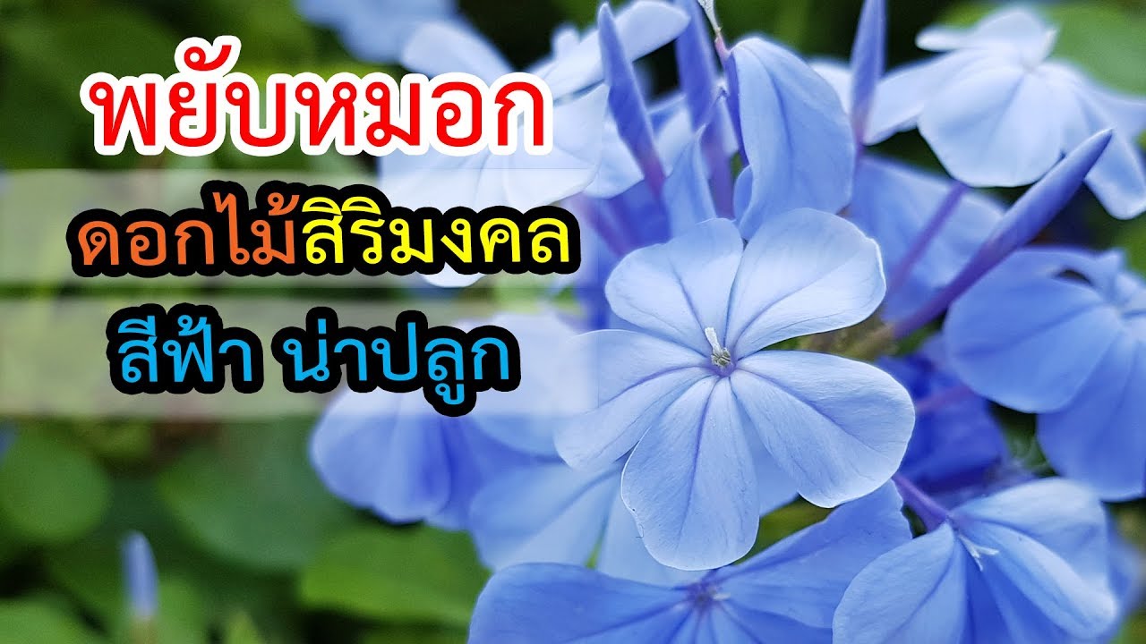 พยับหมอก ดอกไม้สิริมงคล สีฟ้า น่าปลูก | เปิดโลกออนไลน์ Ep.92  | Aranya Channel