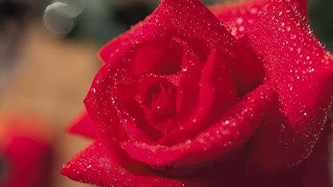 سورة ق والذاريات -محمد غانم احمد الطائي/قراء الموصل