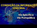 Organização Estrutural das Vias Sensoriais