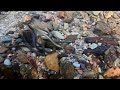 More footage of Brook Lampreys spawning (4K) Mp3 Song