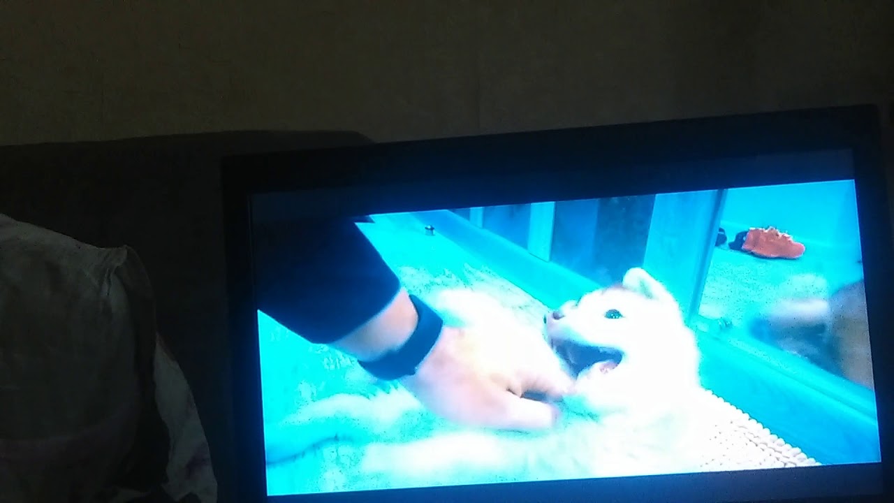 Осмотр рэп Бублика 2 хаски видеоблогер в России - YouTube