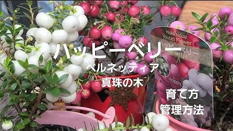真珠の木 Youtube 真珠の木 Youtube