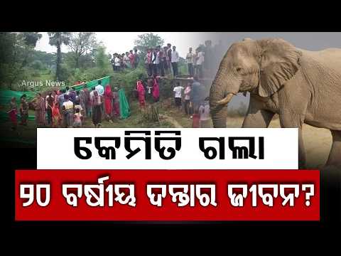 Tusker Found Dead In Dhenkanal Hindol Forest Range | Elephant Death Investigation | Argus News
