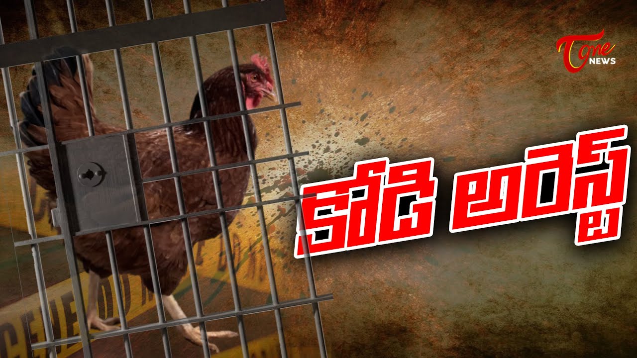 కోడి అరెస్ట్  | Govt Arrests Hen | 