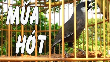 Khướu bạc má Hót Múa kích khướu nhà bạn tăng lửa tốc độ hót theo/Luyện khướu non học giọng kích múa