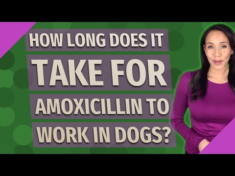 How long does it take for amoxicillin to work in dogs?