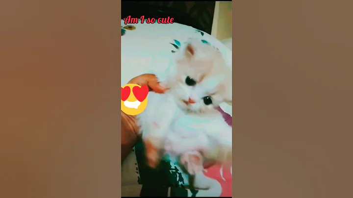 Video 3476591: pets funnycat cutecat, cats animals catlover, pets funny cutecat