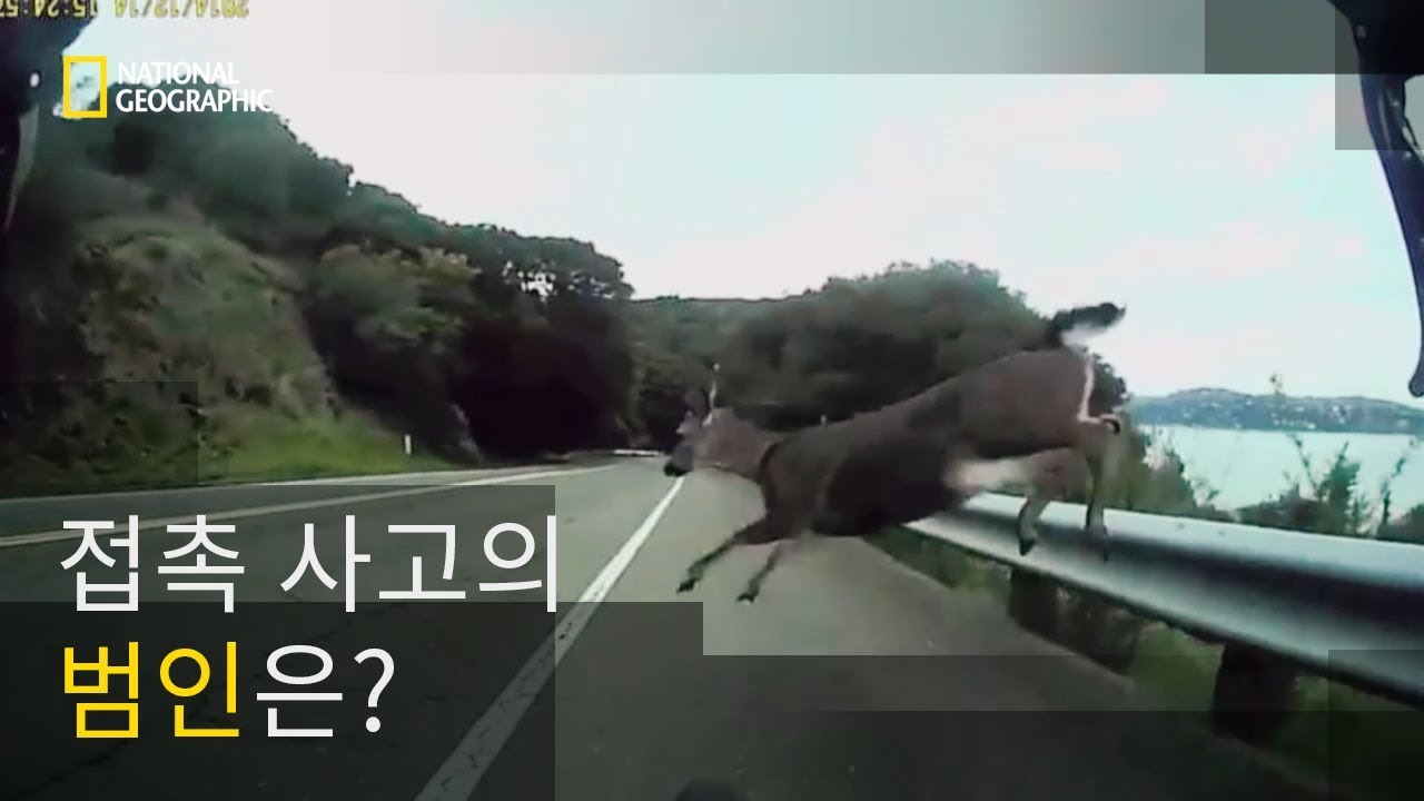 인간과 동물의 위험한 충돌