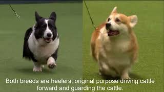 The 2 Corgis, A Brief Comparison of the Cardigan and Pembroke Welsh Corgi The 2 Corgis, A Brief Comparison of the Cardigan and Pembroke Welsh Corgi