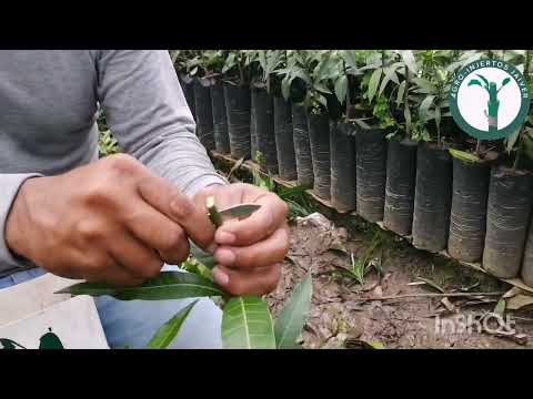 Video: Propagación de árboles de mango: aprenda sobre el injerto de árboles de mango