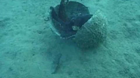 Coconut-carrying octopus stuns scientists