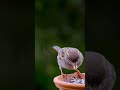 Beautiful birdsalar production shorts  beautifulbirds nature forest