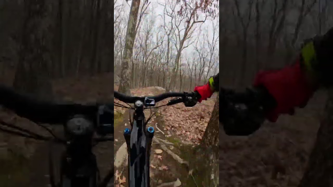 PANTILINE - LINCOLN WOODS 