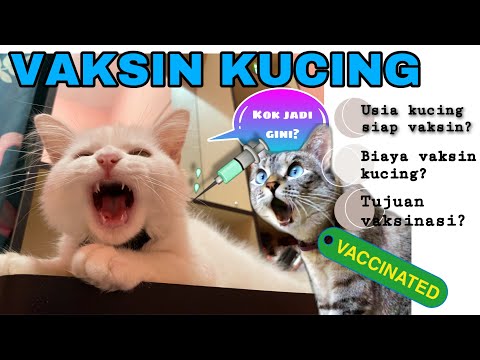 Video: Wabak! Sebab Lain Yang Baik Untuk Memvaksinasi Kucing Dalaman Anda Yang 'tidak Terdedah