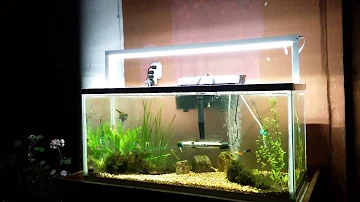 ¿Necesitan los peces luces por la noche?