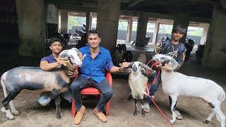 India Ki Sabse Umda Quality Ke Mende | No 1 Saukh Sheep Saukh | Nizam Ka Dera.