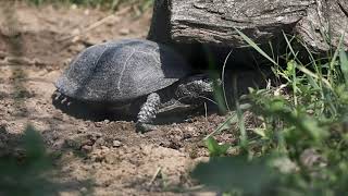 Plazia sa Slovenskom - 1. diel korytnačka močiarna (Emys orbicularis)