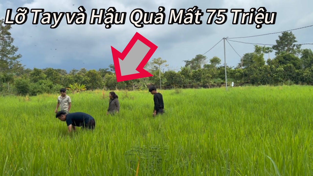 Dì 2 lỡ tay vứt Chiếc Nhẫn Vàng Thật của Hải Ka xuống ruộng ,vì nghi là Troll và Hậu Quả..?