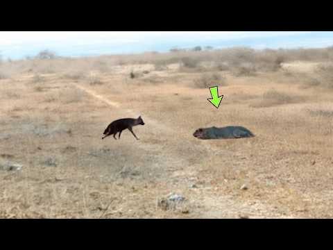 A LEOA NÃO ACREDITOU QUANDO VIU ISSO