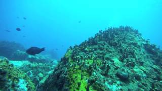 Blowing Rock with Dolphin Dive... Little Corn Island, Nicaragua