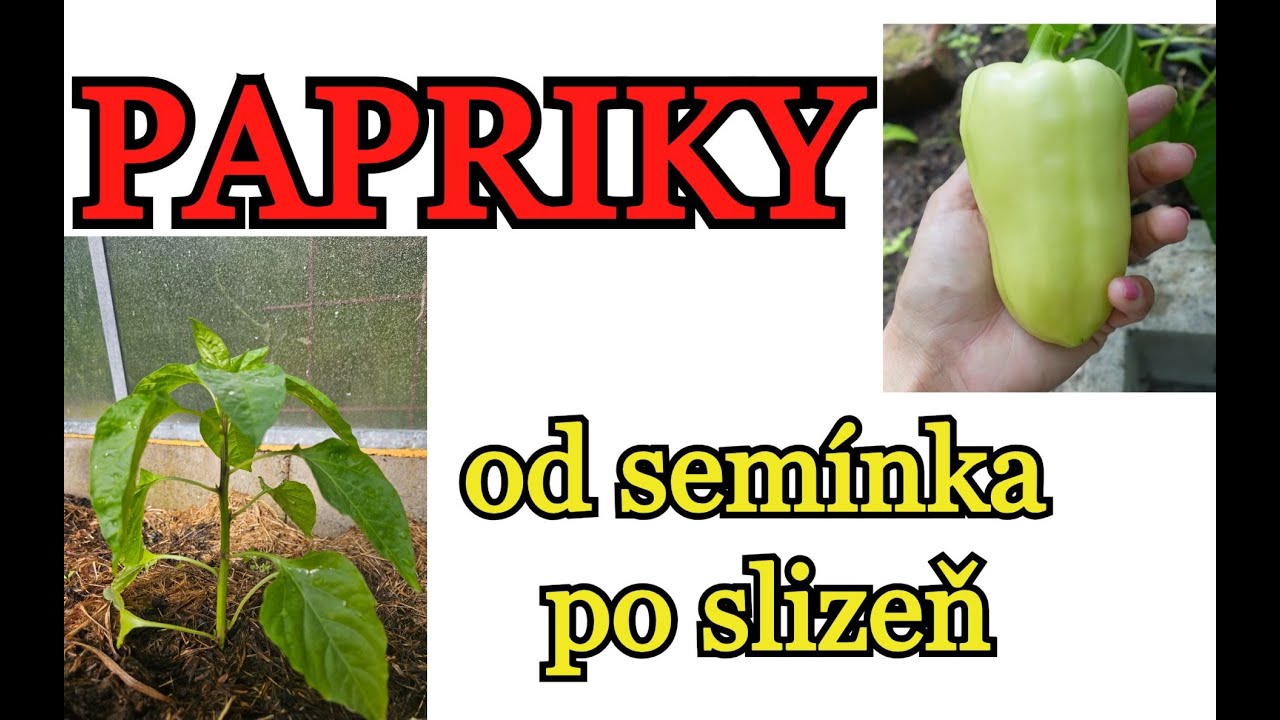 PAPRIKY OD SEMÍNKA PO SLIZEŇ | Skleník, výsev, výsadba, hnojení, mulčování a bohatá úroda
