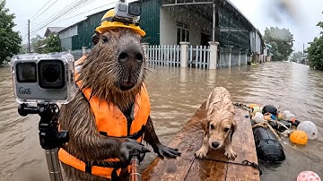 CAPY VLOG 6: ĐI CỨU TRỢ MÙA LŨ LỤT TẠI VIỆT NAM