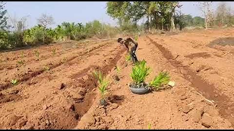 🌴 ಹೊಸ ಅಡಿಕೆ ತೋಟ ನೆಡುವ ಕೆಲಸ – Areca Nut Plantation Process in Kannada 🌱